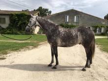 Jeune cheval amateur à Bordeaux