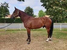 Achat cheval CSO Bordeaux en Aquitaine 