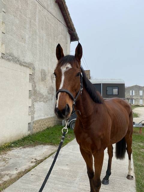 Achat cheval pas cher à bordeaux