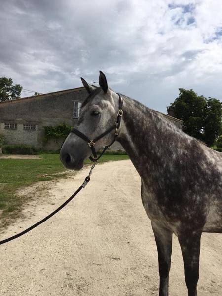 Jeune cheval amateur à Bordeaux